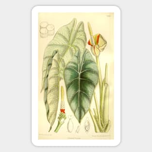 Alocasia reversa - Botanical Illustration Sticker